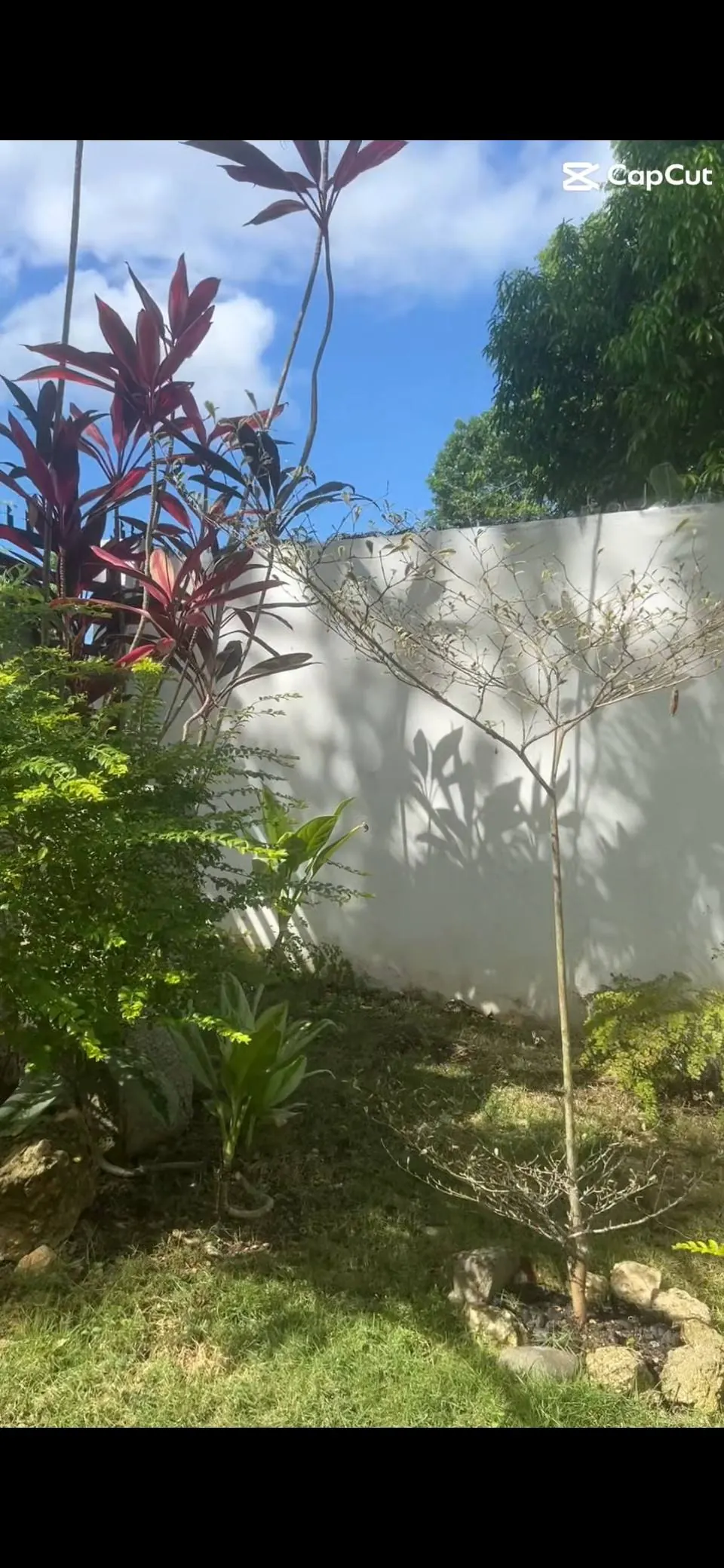 Garden view 2