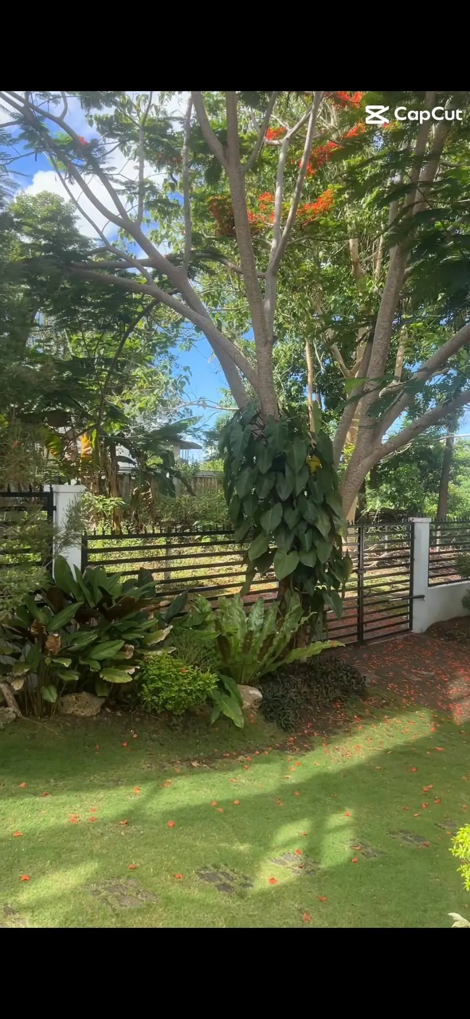 Garden view 3